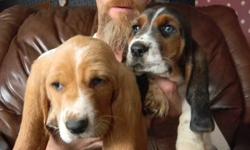 4 to choose from family raised basset hound puppies.they are very playful raised around kids other pets and out on a farm
 
come with first shots dewormed 3x and vet checked
 
all have wonderful markings
2 males  1 tri 1 lemon
2 females both lemons