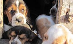 Adorable basset hound puppies for sale. Both tricolored  or lemon/white. Farm raised, first shots, dewormed.  Excellent with children, calm and lovable.  Available after November 4, 2011.   1-306-236-8878.  Individual pictures available upon request.