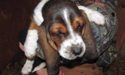 Adorable Basset Hound puppies for sale.  Tri colored and lemon/white male pups.   1st shots, dewormed.  These pups are very good with children and mild mannered.  They are getting bigger so the price is reduced from $500  to $350  so they get to good