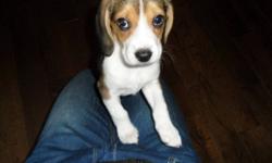 Beagle puppy for sale, female, come with first set of shots and dewormmed twice. 9 weeks old
got trained to "washroom outside"
active, nice with being people and lovely
call 780-2937616 for more info