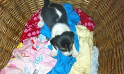 Beagle puppies for sale from excellent hunting stock.  4 not spoken for (3 female 1 male). Price $200.00 each.