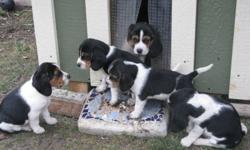 Pick your favourite and put it on hold! These adorable tri-colored beagles were born on August 21st and have their first shots and de-worming. They are waiting for you to take them home soon.
The beautiful, healthy and intelligent pups will make good