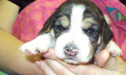 5 Tri-colored beagle puppies born November 20th, ready for new homes January 15th. Will have vet check and first shots. Both parents in home for viewing. 2 boys and 3 girls left. $100 deposit to reserve your choice. Call Suzie 778-754-1801 West Kelowna