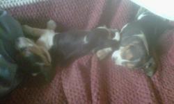 I have 8 beautiful female beagle puppies for sale. They are available to join their new families as of December 21, 2011. Both Mom and Dad beagles live together in same household. Pups have been handled and socialized.
Prefer email or text as phone