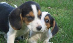 I have 5 male beagle pups for sale can all be papered are dewormed13 weeks old
great for house pets or a hunting buddy
email me at bigjm_79@hotmail.com
613 657 8909 ask for Jason  thanks