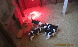 for sale 3 male beagle pups from great hunting stock.We have both parents