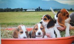 Adorable tri coloured beagle pups for sale.
They had their first shots and vet check.
They are good looking and healthy.
Both parents on sight.
Please call us if you are interested at 604-796-3026
No sunday calls please.