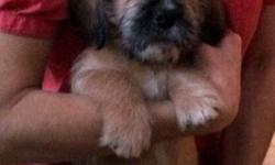 Purebread Beagle / Shih Tzu Male puppy 12 weeks old $350.00 can deliver to Vernon and surround area call 2502697113