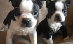 Gorgeous, sweet little Boston terrier pups now available to approved homes. Our adorable pups come with UTD vaccines, Deworming, Revolution and Written Health Guarantee. Well socialized, friendly and very affectionate