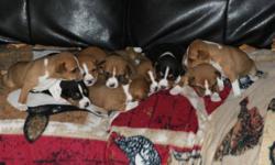 They finally arrived! Our Ruby had her puppies. We have 9 beautiful puppies (4 male & 5 female) that we are offering to approved homes. Basenji's are hypoallergenic dogs that do not bark, have doggy smell or shed. They make a wonderful addition to a