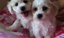 Adorable Bichon Frise Puppies!! 2 females, 1 male left. They have had their first vaccinations and two bouts of deworming and have been flea protected with advantage. Will include a FREE VET VISIT as well.
Puppies have been raised with lots of love and