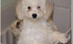 I have two beautiful, affectionate and healthy Bishapoo puppies looking for their forever homes. They are both playful, intelligent and hypoallergenic. Each of them relates well to children and will make loving companions for families or individuals. Both
