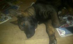 Pure German Shepherd Female Pup she is from all working line reg US parent For sport or service training, family companion and property protection health guaranteed 6+yrs gsd breeder with references will hold for xmas