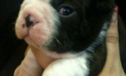 If your looking for a Boston I've got the cutest pups!!! Great markings. Health guarantee and contract. Ready Christmas time. Come with utd vaccinations and healthcare. Dewormed Dew claws removed puppy starter pack plus much more. pups are Imprint