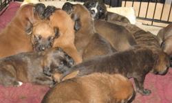 We have a beautiful litter of 11 bull mastiff puppies. We have 6 females and 5 males, they are a mix of fawn & brindle colours. They are very playful puppies. We have both parents as our family dogs. These puppies will make a wonderful family pet.  They