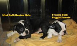 These are two gorgeous puppies that need their future home. The first is a male Mini Bulldog/Boston Terrier born Sept.5 and the other is a female French Bulldog/Puggle born Sept.10. Both will grow to approx.25 pounds.
Both have a calm character and love