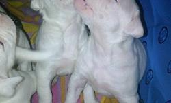NKC registered beautiful white American Bulldog puppies looking for great homes.  American Bulldogs make great family pets.  They are not aggressive but they are protective over family.  Very friendly natured and love children.  Bulldogs are known for