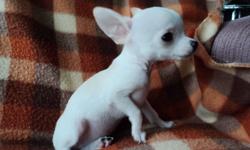 I have for sale 4 chihuahua puppies 3 males and 1 female.
 Have vaccinated and worm examinated by the vet.
 They are trained on the pipi pad.
 Both parents are here at home.
 The puppies are very enjoyable, pure-bred, ready to leave by Nov. 15, call for