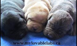 LOVABLE LABS of CANADA... HAS CHUNKY ADORABLE CKC REGISTERED LAB PUPPIES AVAILABLE IN THE FOLLOWING COLORS: YELLOW, BLACK, CHOCOLATE ($800) AND ONE SILVER MALE ($1200).   WILL BE READY TO GO NOVEMBER LONG WEEKEND. 
PUPPIES WILL HAVE CALM, GENTLE