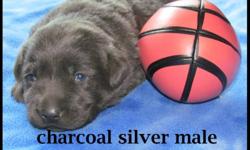 LOVABLE LABS of CANADA...HAS  ADORABLE CKC REGISTERED LAB PUPPIES AVAILABLE IN THE FOLLOWING COLORS:  BLACK, CHOCOLATE, YELLOW & ONE SILVER MALE ($1200).  THEY WILL BE READY TO GO WEEKEND OF NOVEMBER 11TH. 
ALL PUPPIES COME WITH: CKC REGISTRATION PAPERS