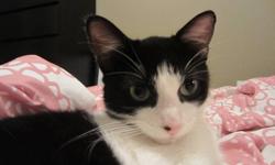 This gorgeous female cat is a stray and she is looking for a forever home. She is very cuddly, sweet natured and and playful. She is a young cat with lots of energy and would be great with a family with kids. She is staying with me temporarily as the