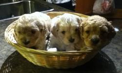 1 Female Cockapoo puppy for sale, $500.00. Tail docked and dew claws removed. Mother and Father can both be seen. Non-Shedding, this pup is good for people with allergies. Ready to go December 31 or later. This pup will has first shots ,deworming , and