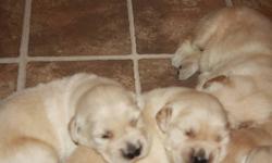 Kidraised Kennels-- offering purebred home raised puppies.. Our aim is for great temperment as well as healthy pups to become forever friends... CKC reg, 2 year health guarantee, microchipped, vet check, 1st vacc, dewormed.
Pups ready to go Nov 16th--- a