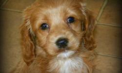 Stunning Medium Apricot First Generation Cockapoo Puppies available for rehoming.
 
F1 Cockapoo's (Cocker Spaniel Mom, Mini Poodle Dad) result is a beautiful wavy, non shedding, allergy friendly coat.
 
3 Girls Available (puppies appear larger in my