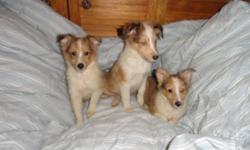 Little Shetland Sheepdogs, mom is only 12.5lbs, and dad is 15-16lbs. We can deliver these lil cuties to Edmonton next week. These healthy social puppies are looking for loving homes, they?re great for apartments and homes with small yards as they don?t