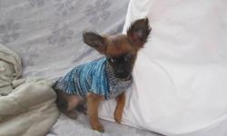 Hi Bella is a beautiful, friendly and lively blk and chestnut colored long haired apple head Chihuahua pup whom is 3 months old. She should not weigh  more then 5 lbs as a adult as mom was 4 lbs and dad was 5 lbs. Is good with other dogs, kids and loves