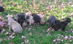 I have 2 mastiff puppies ready for their new homes, both females, both parents on site.
They all come with a one year health guarantee, docked tails, removed dew claws and have been dewormed and given their first shots.
Please email or call 519-384-3444