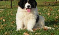 We have 2 very nice purebred newfoundland puppy's still for sale. One black female and one black and white female. They will come with their ckc-registered paper and a written guarantee. The puppy's are dewormed and vet.checked and they have their age