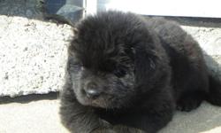 We have 4 purebred newfoundland puppy's for sale. 1 black male puppy, one black female, 1 grey and white female and one black and white female. They will come with their ckc-registered paper and a written guarantee. The puppy's are dewormed and