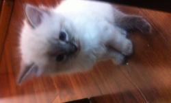 1male beautiful Ragdoll kitty left!
 
borned around 2months ago
 
Adorable and Cute :))))))
 
please contact
 
Yoonmi Choi @ 778 889 7231
 
please leave me a message if not answering :)