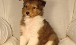 Beautiful Sheltie puppies.
Males.
1st shots & dewormed.
$480.00.
Phone 780-698-2585.