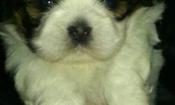 Beautiful Shih Tzu puppies, 1 girl, & 1 boy born Nov.17/2011. 
Mom & Dad are both Shih Tzu?s, they weigh around 12lbs. & are much loved family pets.  The puppies have been raised in our living room, around children & cats....
Pee-pad training is going