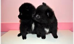 ~**~**~ BEAUTIFUL TINY TOY POMERANIAN PUPPIES ~**~**~
THEY ARE SOCIALIZED AND HANDLED EVERYDAY WITH MY FAMILY AND WE HAVE MOM ON SITE FOR YOU TO SEE HOW CUTE THEY WILL BE AS ADULTS. ALL THE PUPS HAVE CUDDLY LOVE BUG PERSONALITIES AND WILL GO HOME WITH