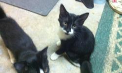 Kittens are 3 months, lots of personality and very playful. Litter trained as well. Must go, their starting to cost me a fortune in litter and cat food! Mother is on site, she is very laid back and good with kids. I have a 4 year old and 1 year old who