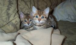 Purebreed Bengal Kittens for sale.  These beautiful little leopards make excellent pets.  Friendly, playful and very social.  They love spending time with their owners.
 
Kittens will be vet-checked, vaccinated and spayed or neutered before going to their