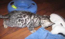 There are two female bengal kittens as well as one male bengal kitten for sale. All kittens will be vaccinated, fixed as well as micro chipped with registration papers. There parents are both registered cats with The International Cat Association (TICA).