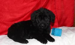 BEAUTIFUL BERNEDOODLE PUPPIES
The perfect family pet! Two females waiting to meet their forever families--
Their father is a Bernese Moutain Dog and their mother is an F1 Miniature Labradoodle--this combo of personalities --Love and affection for their