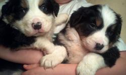 Bernese Mountain Dog/ Aussie Shepard pups (Bernaussies) We have two very beautiful pups left for adoption. The Bernaussie is the perfect dog for you if you love Bernese Mountian Dogs but are concerned about there short life span and are concerned that