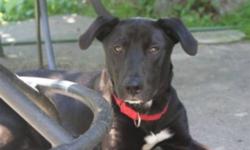 Bert's info...
Breed: Lab mix
Sex: Male
Age: Young
Size: Large 61-100 lbs (28-45 kg)
Color: Black with white
Bert is...
Housetrained
Up to date with shots
Bert's story...
Hi, I?m Bert, a 1-year-old lab mix. I was rescued from a high kill shelter in