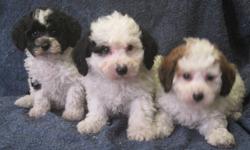 Adorable, family raised, well socialized, first generation cross puppies available for adoption immediately.
 Our puppies have been vet checked, given their first vaccinations, and revolution treatment, they are also dewormed twice. Included with the