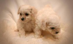 Looking for the perfect Christmas present? These adorable Bichon Frise fluff-balls are the
perfect choice! They do well with children and other pets, love to go wherever you go, and
they love to meet new people. Charming and sociable, they are lively and