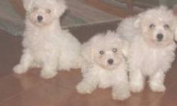 Adorable 100% pure Bichon Frise puppies looking for their new homes. Gentle, loving, loyal, entertaining lap dogs. They will fit into your home with ease and adjust to people of any age and other pets. I feed top shelf top quality dog food.