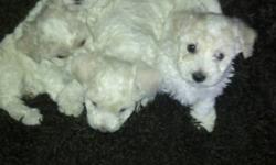 4 Bichon Frise Puppies for sale. 3 Girls 1 Boy.
I own both parents who are Purebred Bichon Frise. Puppies are not going to be registered and I'm asking $450.00 . This is my dog's 3rd litter and the puppies are beautiful.
Email to put a deposit on your