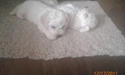 I have 2 male Bichon free puppies left! they can be rehomed as of Jan 17th 2012.. they are extremely energetic and  so gorgeous Mom was 10 lbs and dad was 11lbs. they will be dewormed, have their first shots and have copy of their vet check
 
we also