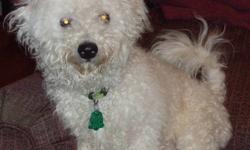 I am looking for a good home for my 8 month old Bichon "Happy". He is very good with children, very playful and cute! He is also very good with other animals. He is house trained, but may tend to have an accident once in a while. He is not neutered. He