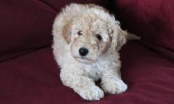 The puppies are non-shedding, intelligent, easy to train, cheerful, gentle mannered, perceptive, playful, affectionate and will make excellent companion dogs, just like their on-site parents (our pets).
The mum and dad are cross miniature poodle x Bichon